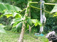 T. Wagleri