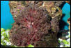 Saltwater - Austin Aquariums