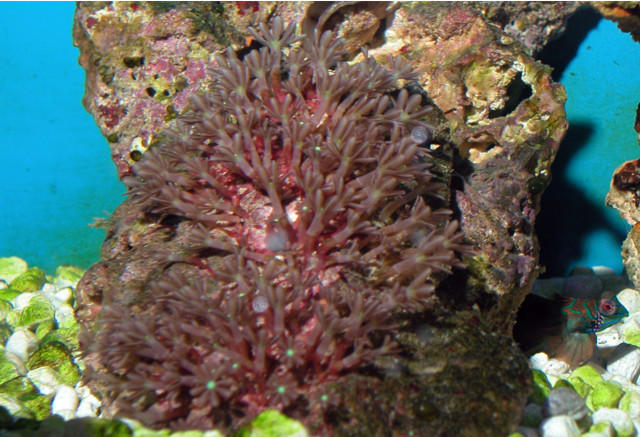 Saltwater - Austin Aquariums
