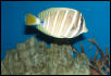 Saltwater Photos