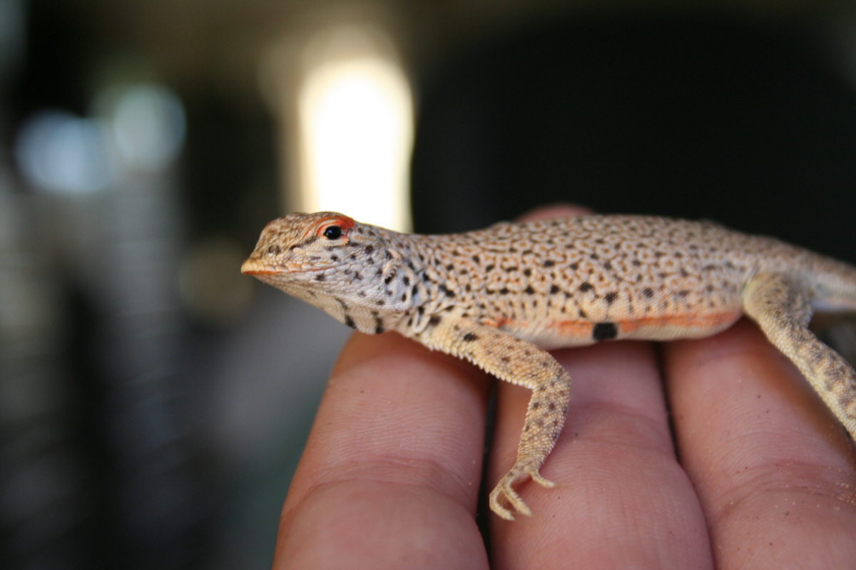 Mojave fringe-toed lizard