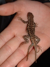 Two-tailed Fence Lizard