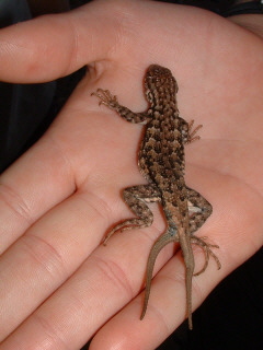 Two-tailed Fence Lizard