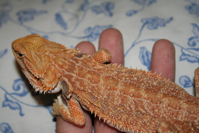 Sandfire Male