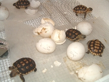 Desert tortoises hatching