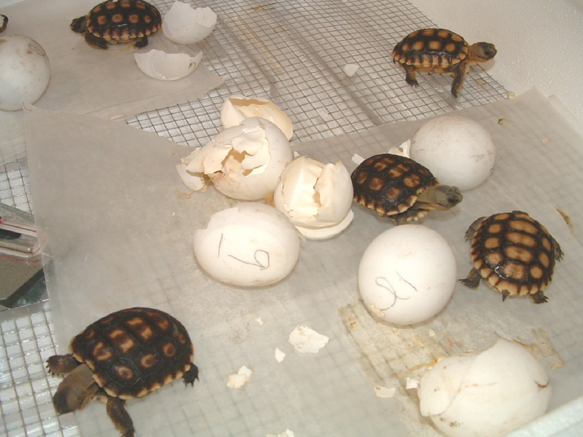 Desert tortoises hatching
