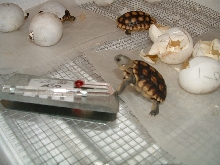 More hatchlings