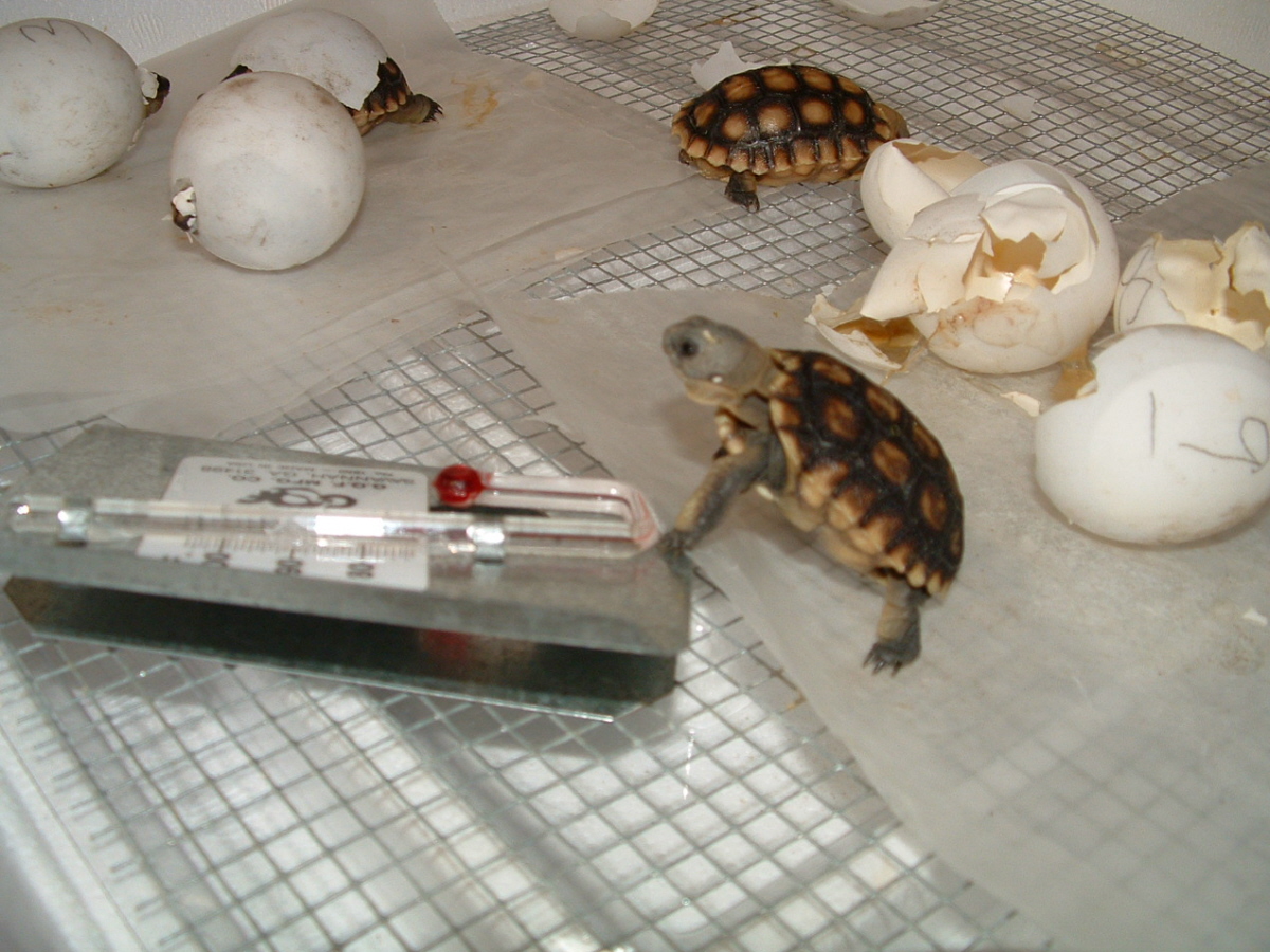 More hatchlings
