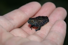 Psychedelic toad
