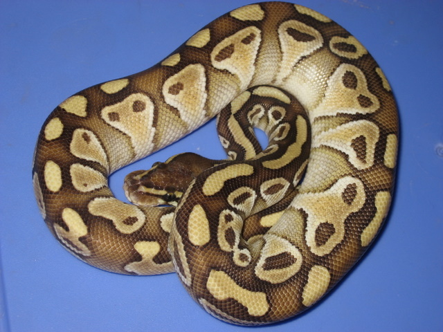 Male Lesser Platy