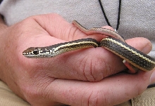 Chapparral Whipsnake