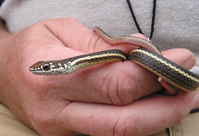 Chapparral Whipsnake