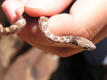 Another Nightsnake