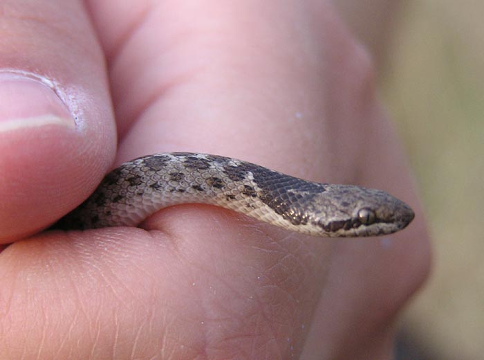 H. torquata juvie