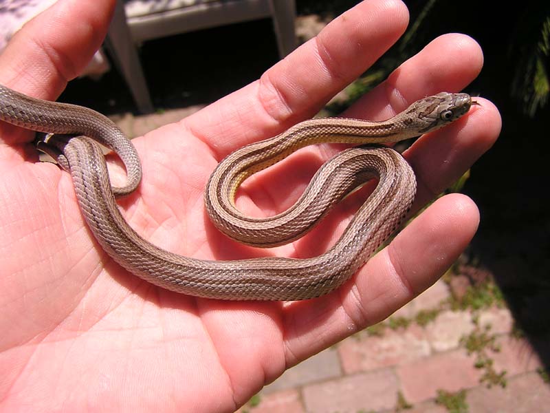 Mystery Elaphe