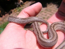 Mystery Elaphe 3