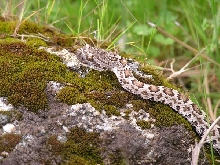 Western Yearling