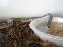 Female Xenopeltis