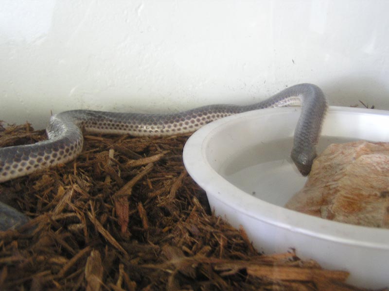 Female Xenopeltis