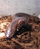 Male Xenopeltis