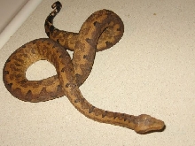 Male Halmahera