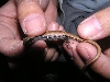 E. multicarinata
