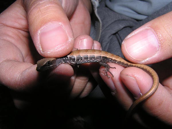 E. multicarinata