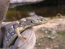 Adult E. multicarinata