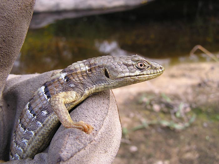 Adult E. multicarinata
