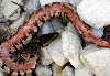 Red Belly