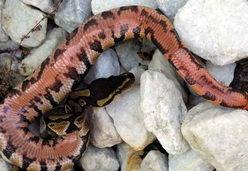 Red Belly