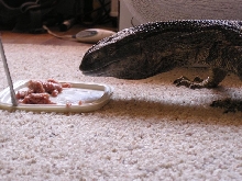Spartacus1
