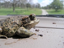Western Toad