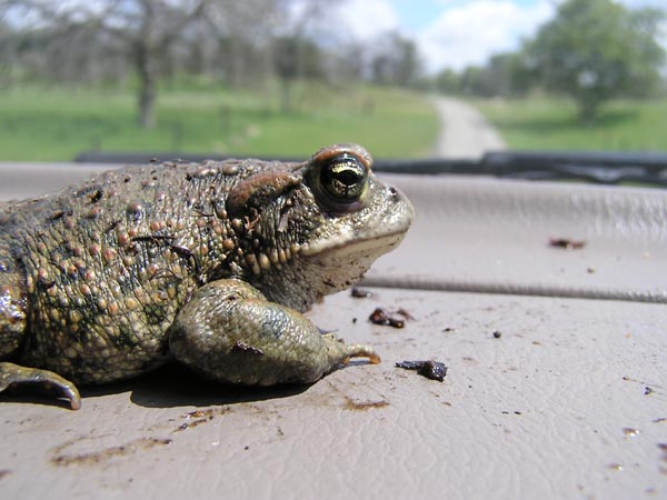 Western Toad