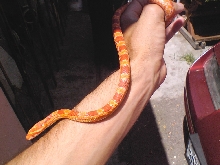 My new baby Skittles
