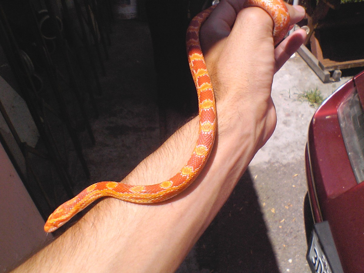 My new baby Skittles