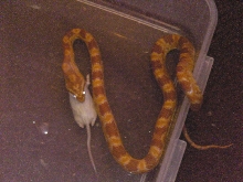 evil lookin snake :0)