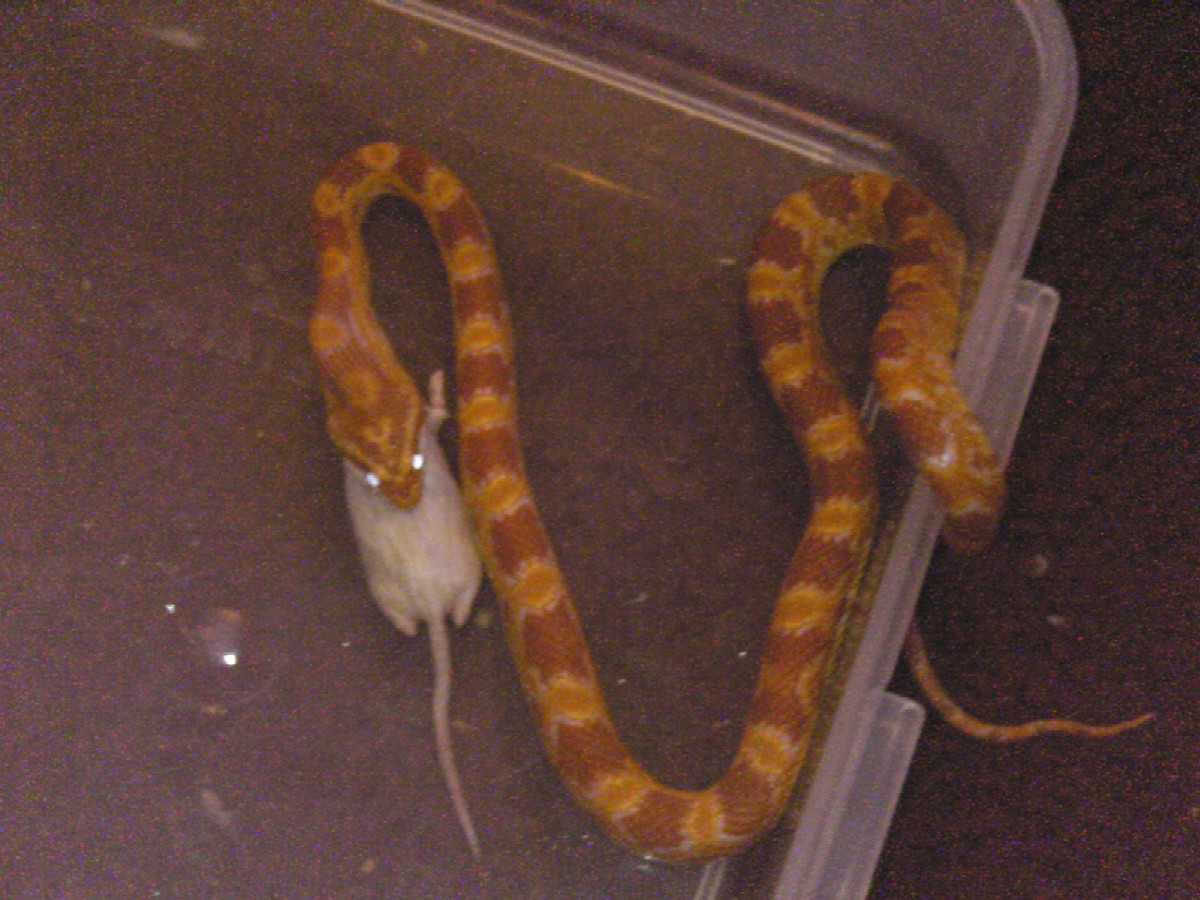 evil lookin snake :0)