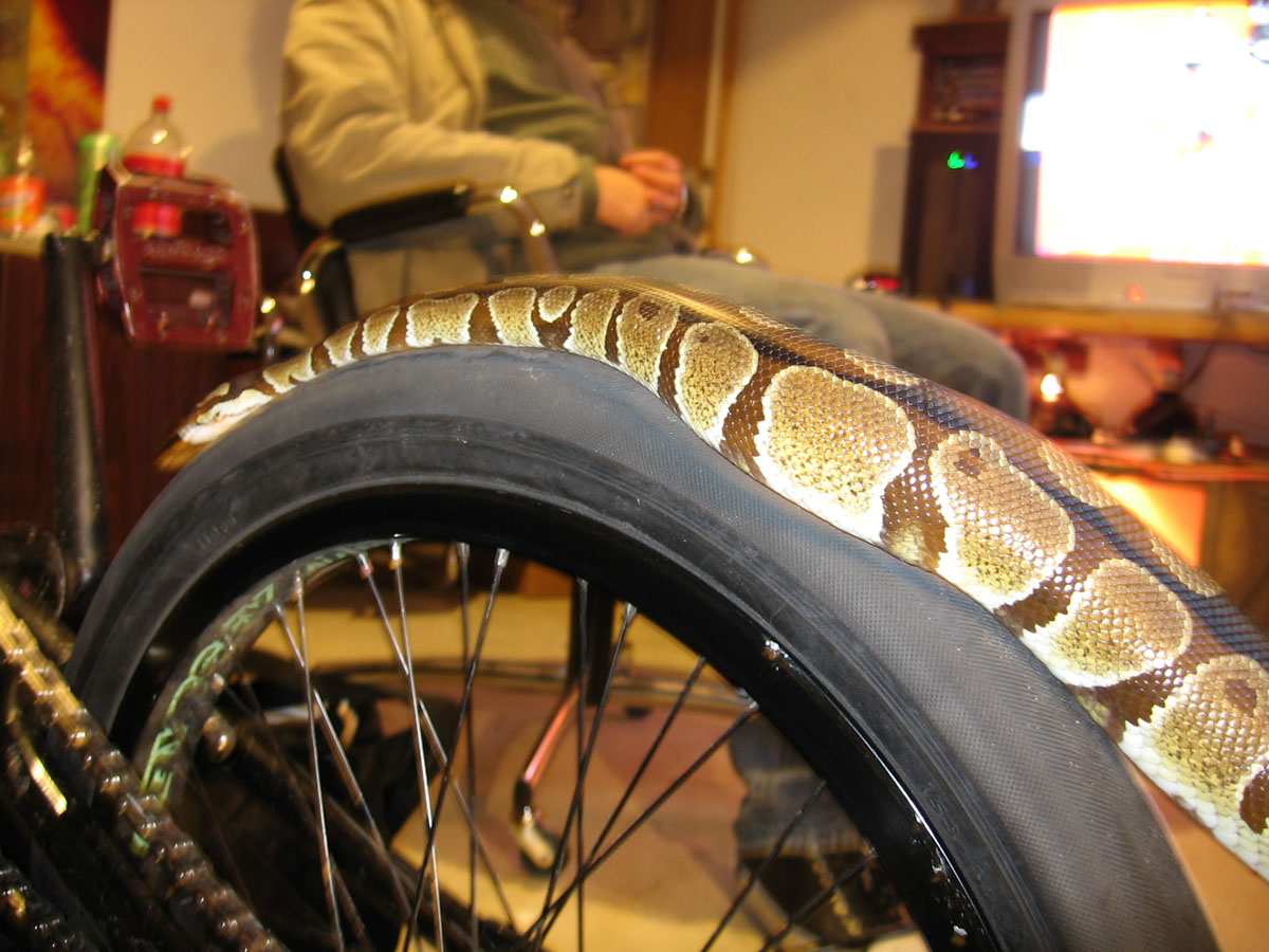 snake on bike