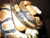 snake in hand