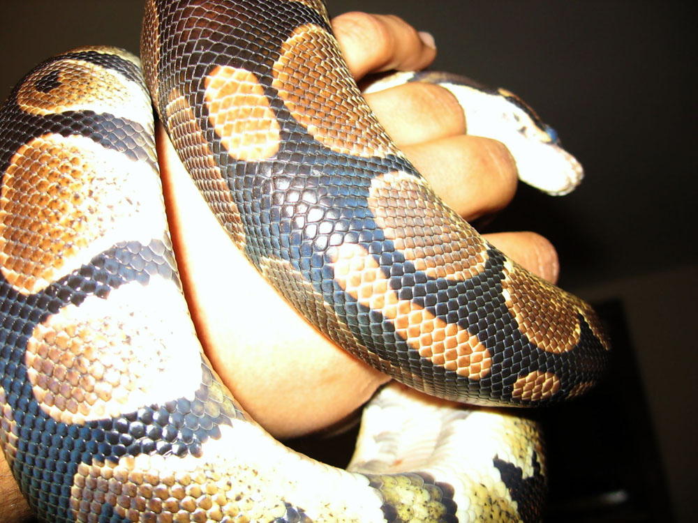 snake in hand