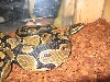 mr snake in his room