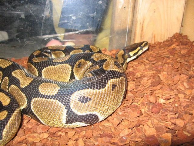 mr snake in his room