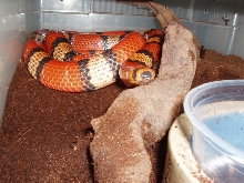 Hypo