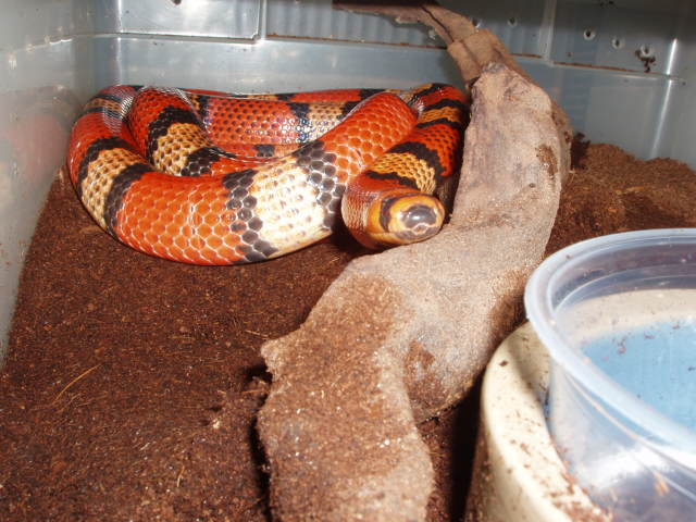 Hypo