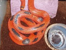 Female Hypo