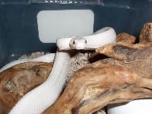 Leucistic Texas Rat Snake