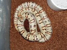Gravid Thayeri