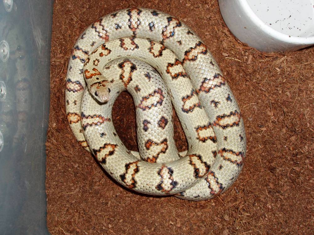 Gravid Thayeri
