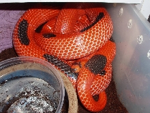 Female Hypo